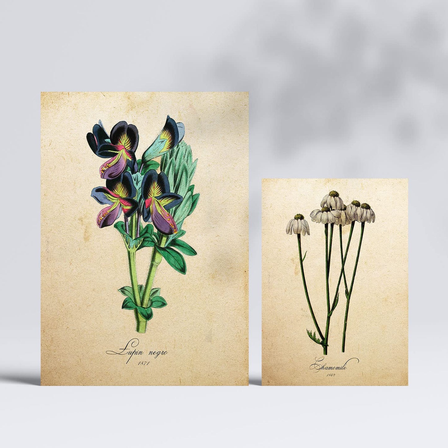 Set de 6 posters de Flores vintage. Colección de láminas con estética collage para la Tamaños A3 y A4. .-Artwork-Nacnic-Nacnic Estudio SL