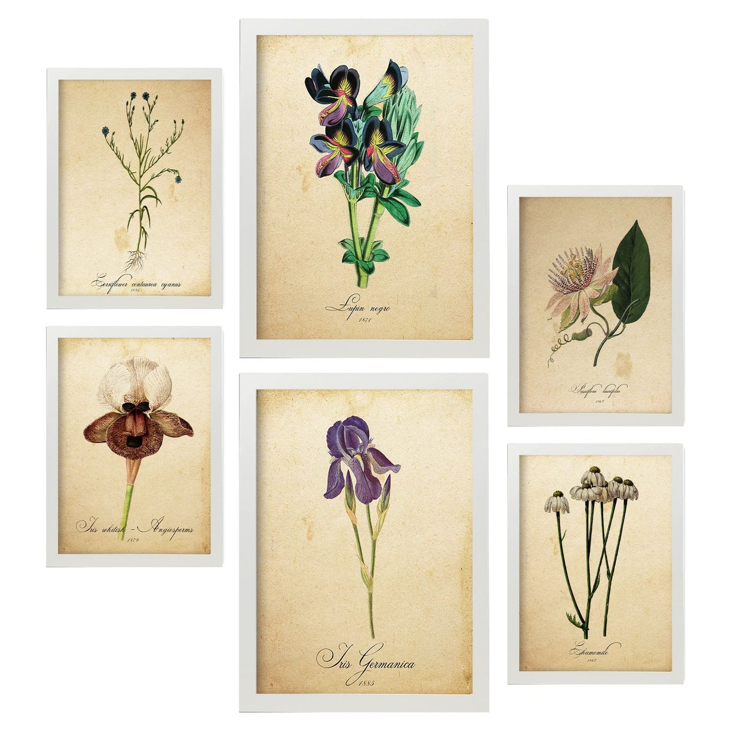 Set de 6 posters de Flores vintage. Colección de láminas con estética collage para la Tamaños A3 y A4. .-Artwork-Nacnic-Marco Blanco-Nacnic Estudio SL