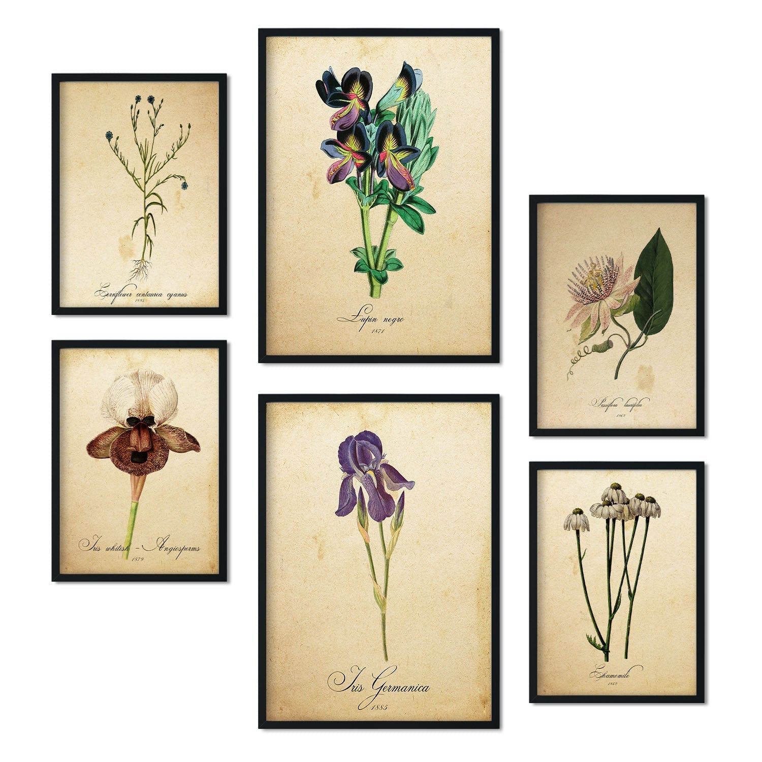 Set de 6 posters de Flores vintage. Colección de láminas con estética collage para la Tamaños A3 y A4. .-Artwork-Nacnic-Marco Negro-Nacnic Estudio SL