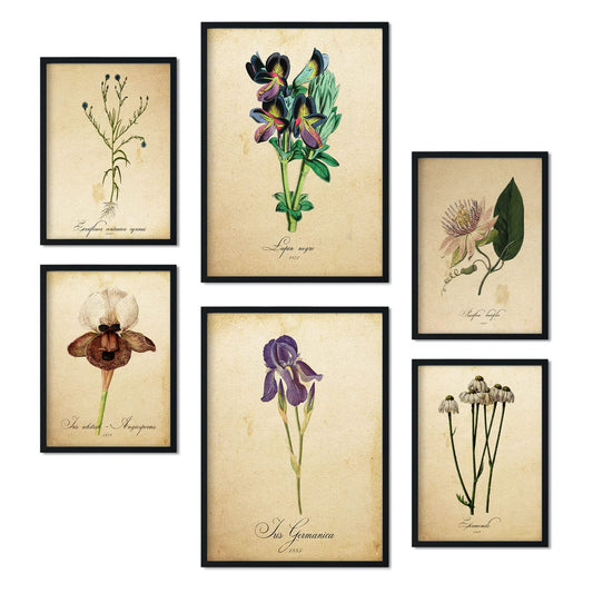 Láminas de botánica vintage  Grabados botánicos, Dibujos