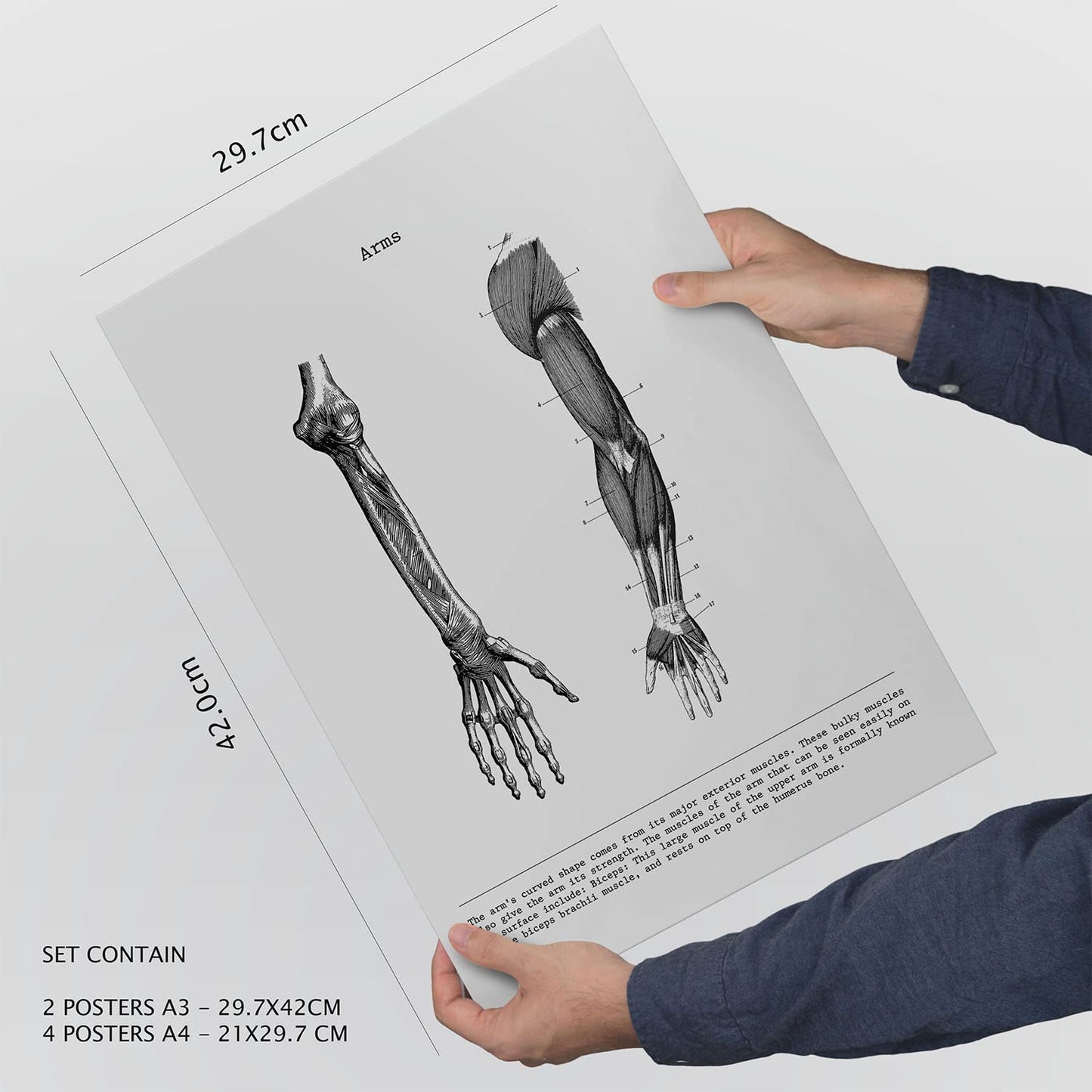 Set de 6 pósters de Músculos y huesos. Colección de láminas con estética collage para la Tamaños A3 y A4. .-Artwork-Nacnic-Nacnic Estudio SL