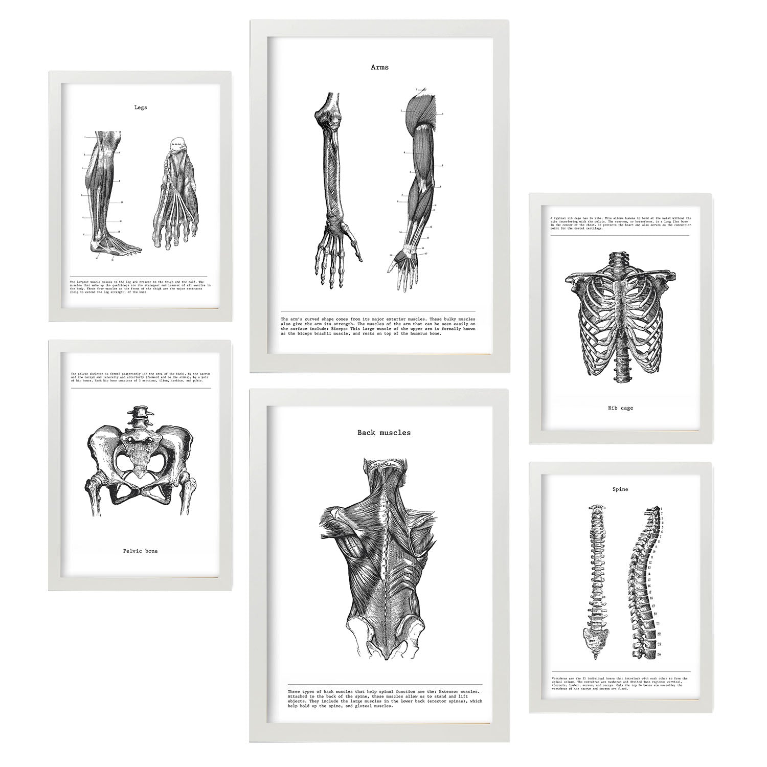 Set de 6 pósters de Músculos y huesos. Colección de láminas con estética collage para la Tamaños A3 y A4. .-Artwork-Nacnic-Marco Blanco-Nacnic Estudio SL