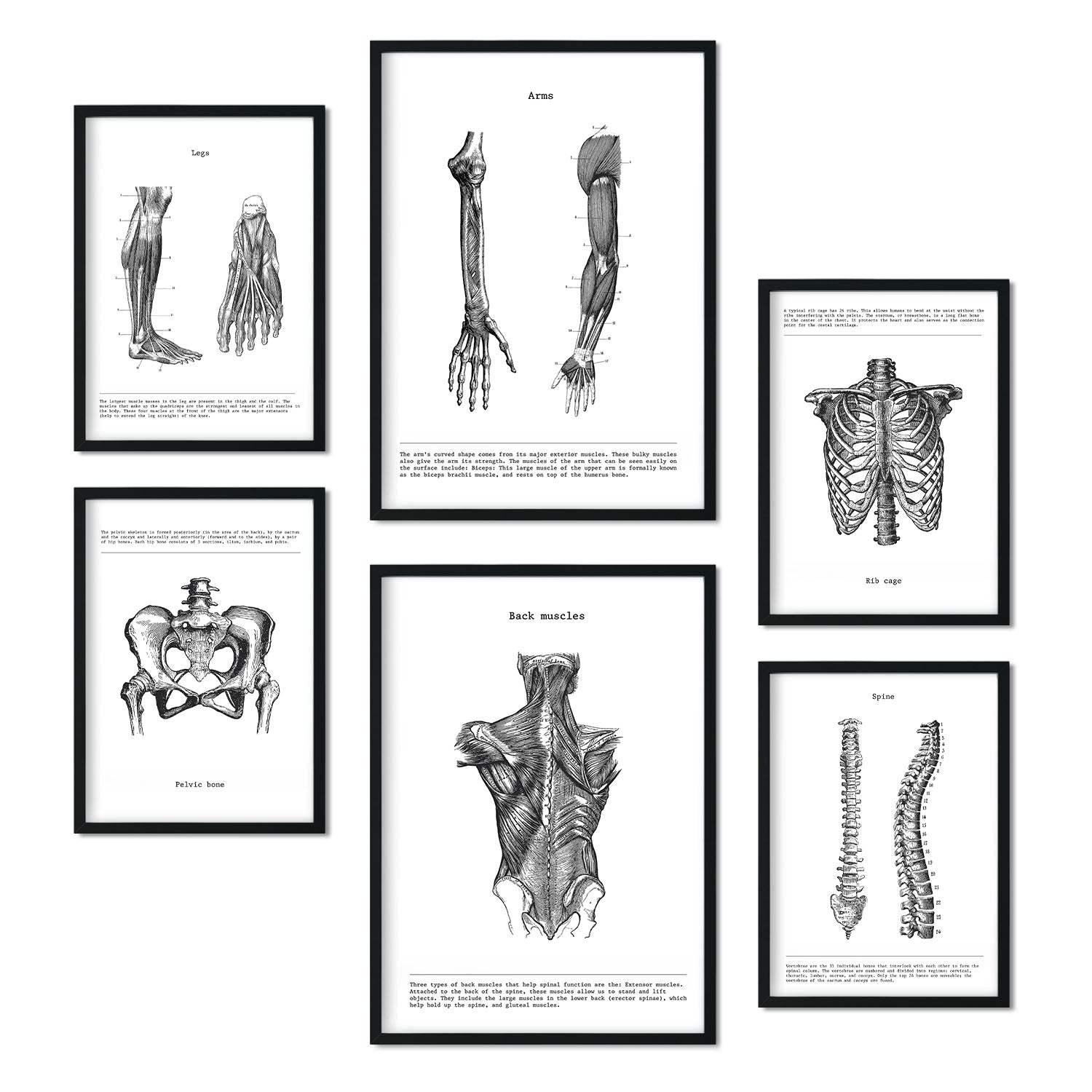 Set de 6 pósters de Músculos y huesos. Colección de láminas con estética collage para la Tamaños A3 y A4. .-Artwork-Nacnic-Marco Negro-Nacnic Estudio SL
