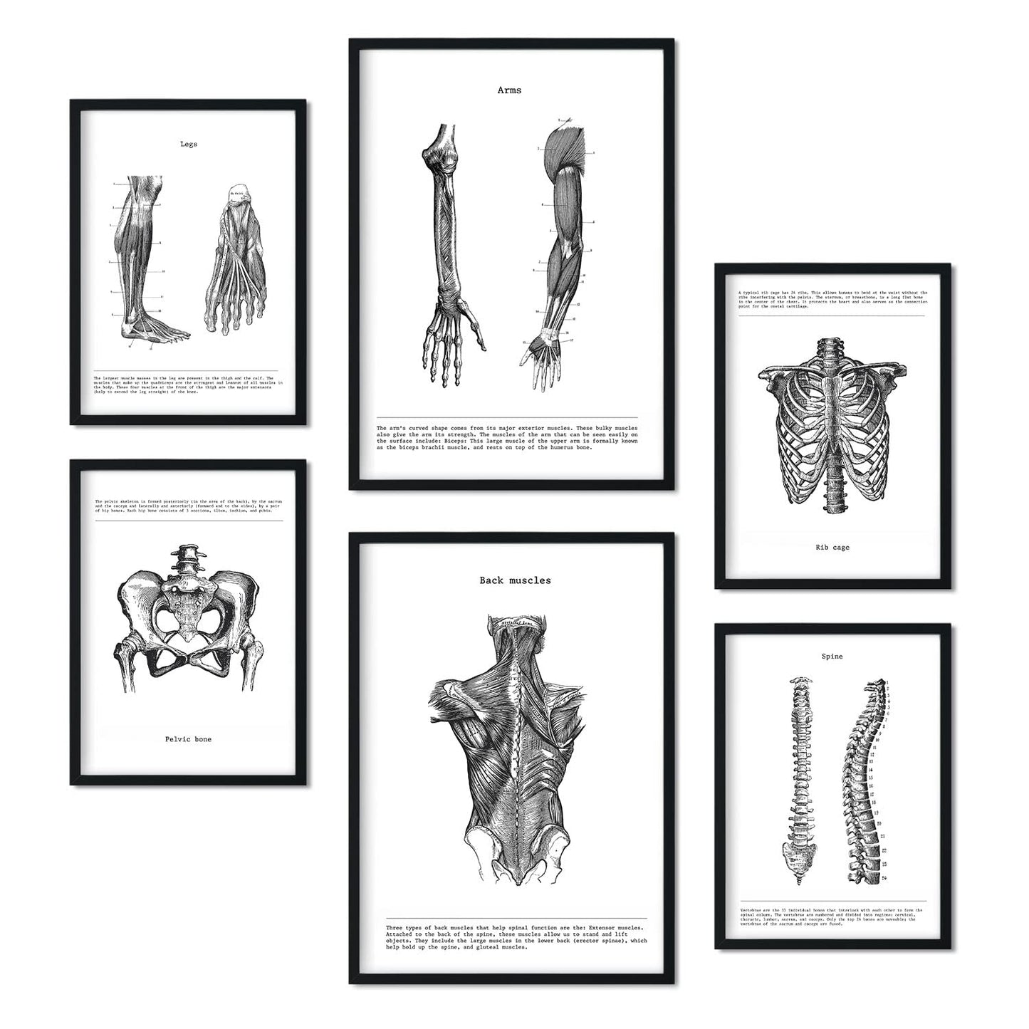 Set de 6 pósters de Músculos y huesos. Colección de láminas con estética collage para la Tamaños A3 y A4. .-Artwork-Nacnic-Nacnic Estudio SL