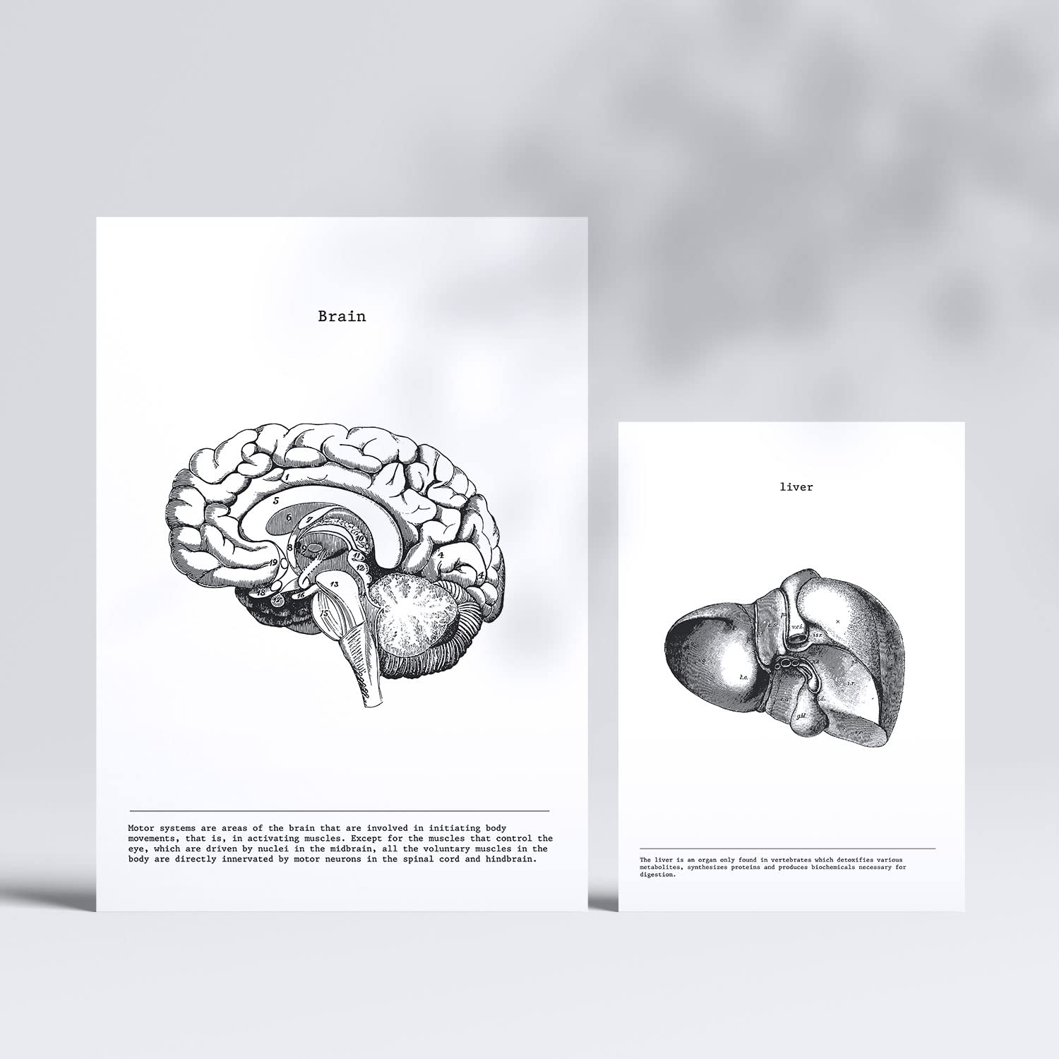 Set de 6 posters de Órganos internos. Colección de láminas con estética collage para la Tamaños A3 y A4. .-Artwork-Nacnic-Nacnic Estudio SL