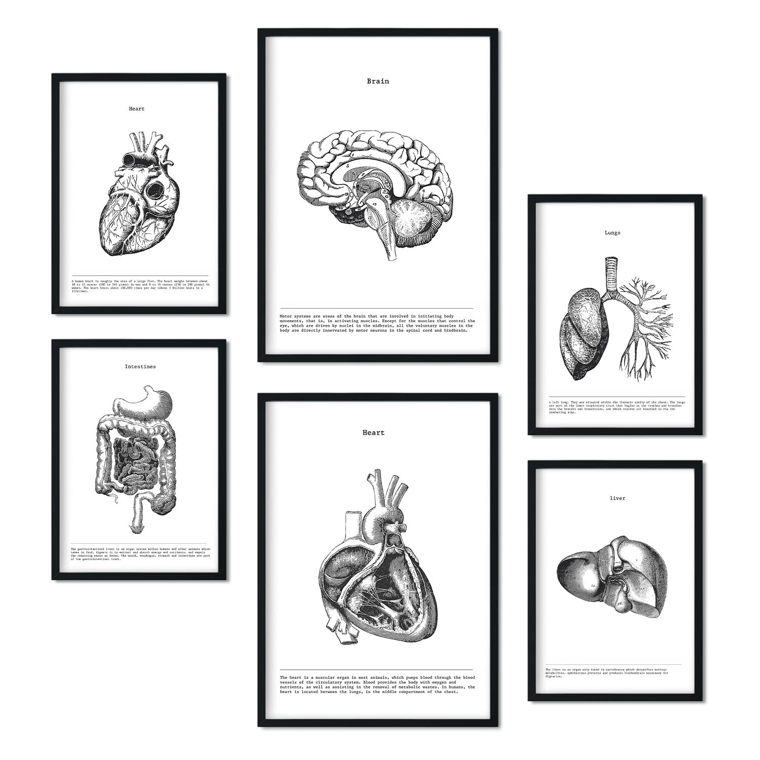 Set de 6 posters de Órganos internos. Colección de láminas con estética collage para la Tamaños A3 y A4. .-Artwork-Nacnic-Marco Negro-Nacnic Estudio SL
