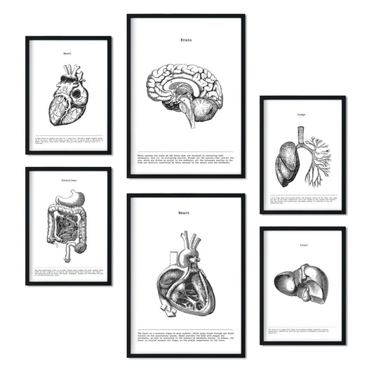 Set de 6 posters de Órganos internos. Colección de láminas con estética collage para la Tamaños A3 y A4. .-Artwork-Nacnic-Nacnic Estudio SL