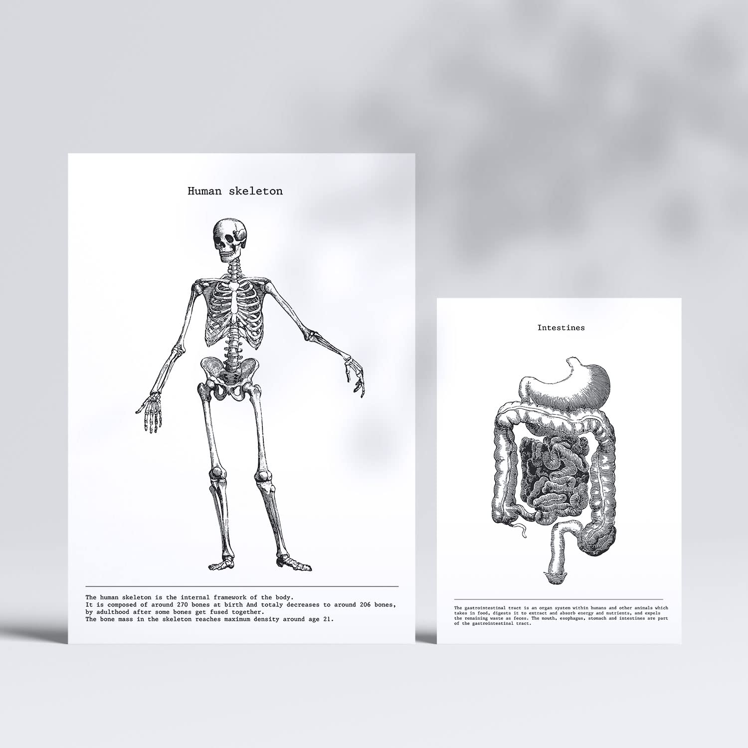Set de 6 pósters de Órganos y huesos. Colección de láminas con estética collage para la Tamaños A3 y A4. .-Artwork-Nacnic-Nacnic Estudio SL