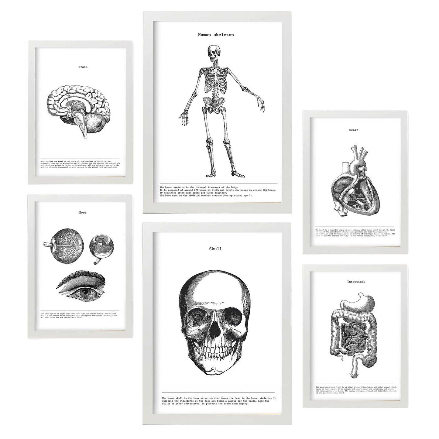 Set de 6 pósters de Órganos y huesos. Colección de láminas con estética collage para la Tamaños A3 y A4. .-Artwork-Nacnic-Marco Blanco-Nacnic Estudio SL