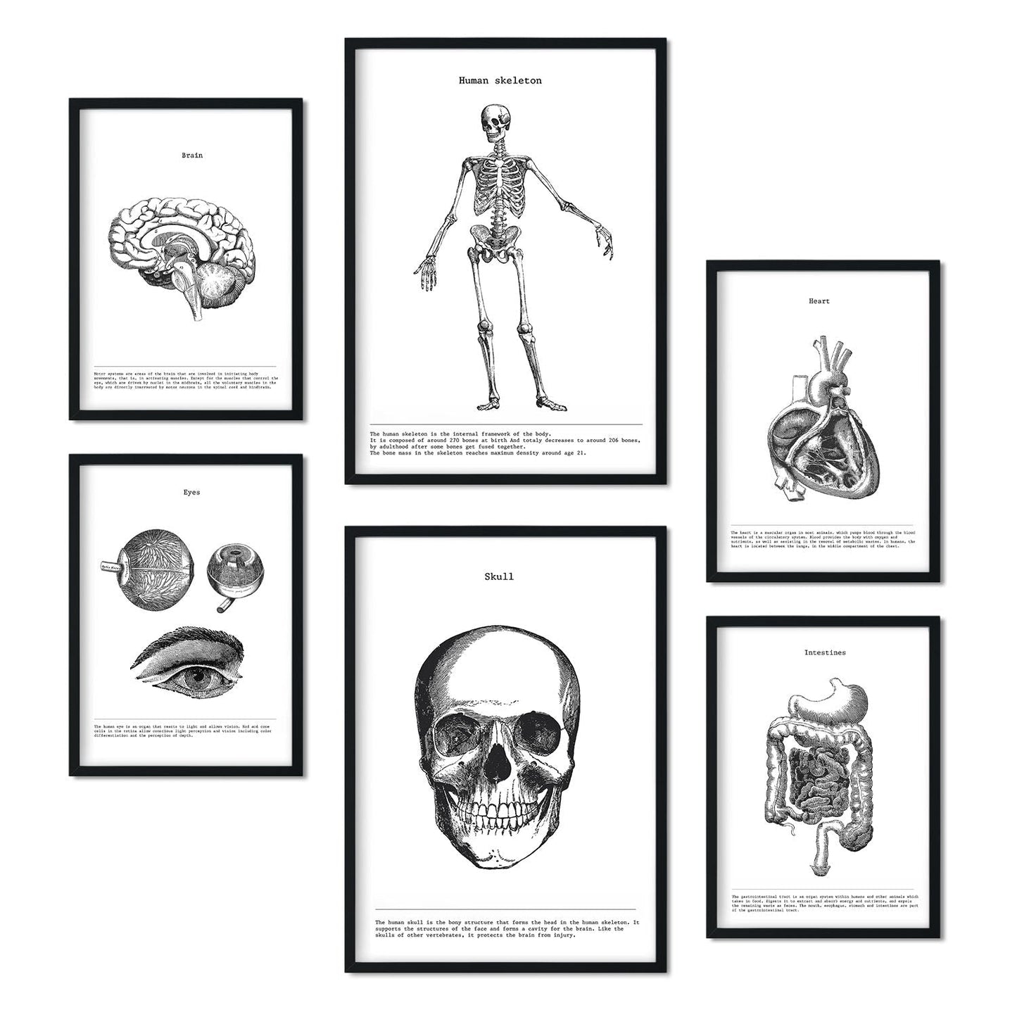 Set de 6 pósters de Órganos y huesos. Colección de láminas con estética collage para la Tamaños A3 y A4. .-Artwork-Nacnic-Marco Negro-Nacnic Estudio SL