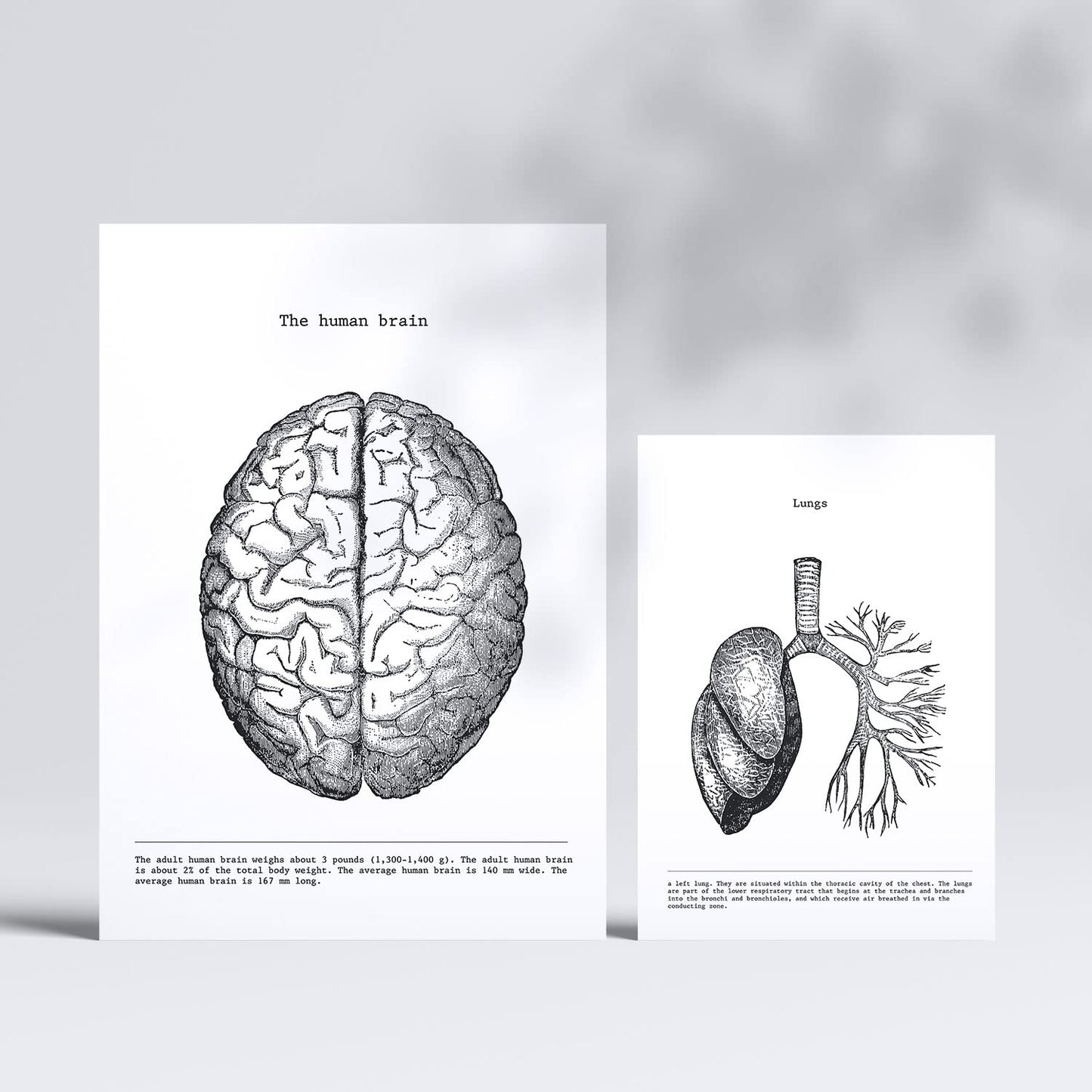 Set de 6 posters Órganos. Colección de láminas con estética collage para la Tamaños A3 y A4. .-Artwork-Nacnic-Nacnic Estudio SL
