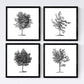 Set de cuatro láminas de arboles. Arboleda en cm, fondo blanco .-Artwork-Nacnic-Nacnic Estudio SL