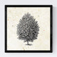 Set de cuatro láminas de arboles. Arboles altos en cm, fondo papel antiguo vintage .-Artwork-Nacnic-Nacnic Estudio SL
