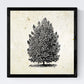 Set de cuatro láminas de arboles. Arboles altos en cm, fondo papel antiguo vintage .-Artwork-Nacnic-Nacnic Estudio SL