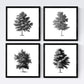 Set de cuatro láminas de arboles. Arboles corteza fina en cm, fondo blanco .-Artwork-Nacnic-Nacnic Estudio SL