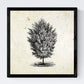 Set de cuatro láminas de arboles. Arboles del mundo en cm, fondo papel antiguo vintage .-Artwork-Nacnic-Nacnic Estudio SL