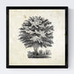 Set de cuatro láminas de arboles. Arboles del mundo en cm, fondo papel antiguo vintage .-Artwork-Nacnic-Nacnic Estudio SL