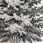 Set de cuatro láminas de arboles. Arboles del mundo en cm, fondo papel antiguo vintage .-Artwork-Nacnic-Nacnic Estudio SL