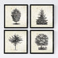 Set de cuatro láminas de arboles. Arboles del mundo en cm, fondo papel antiguo vintage .-Artwork-Nacnic-Nacnic Estudio SL