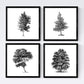 Set de cuatro láminas de arboles. Arboles diferente estructura en cm, fondo blanco.-Artwork-Nacnic-Nacnic Estudio SL