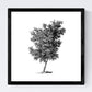 Set de cuatro láminas de arboles. Arboles diferentes direcciones en cm, fondo blanco.-Artwork-Nacnic-Nacnic Estudio SL