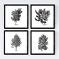 Set de cuatro láminas de arboles. Arboles diferentes direcciones en cm, fondo blanco.-Artwork-Nacnic-Nacnic Estudio SL