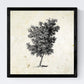Set de cuatro láminas de arboles. Arboles diferentes direcciones en cm, fondo papel antiguo vintage.-Artwork-Nacnic-Nacnic Estudio SL