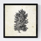 Set de cuatro láminas de arboles. Arboles diferentes direcciones en cm, fondo papel antiguo vintage.-Artwork-Nacnic-Nacnic Estudio SL