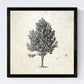 Set de cuatro láminas de arboles. Arboles diferentes direcciones en cm, fondo papel antiguo vintage.-Artwork-Nacnic-Nacnic Estudio SL