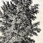 Set de cuatro láminas de arboles. Arboles diferentes direcciones en cm, fondo papel antiguo vintage.-Artwork-Nacnic-Nacnic Estudio SL