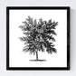 Set de cuatro láminas de arboles. Arboles frondosos en cm, fondo blanco .-Artwork-Nacnic-Nacnic Estudio SL