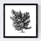 Set de cuatro láminas de arboles. Arboles frondosos en cm, fondo blanco .-Artwork-Nacnic-Nacnic Estudio SL