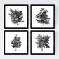 Set de cuatro láminas de arboles. Arboles frondosos en cm, fondo blanco .-Artwork-Nacnic-Nacnic Estudio SL