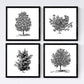 Set de cuatro láminas de arboles. Arboles frutales en cm, fondo blanco.-Artwork-Nacnic-Nacnic Estudio SL