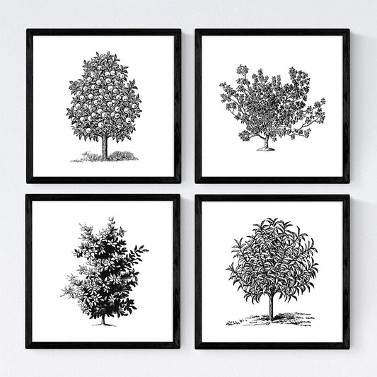 Set de cuatro láminas de arboles. Arboles frutales en cm, fondo blanco.-Artwork-Nacnic-Nacnic Estudio SL