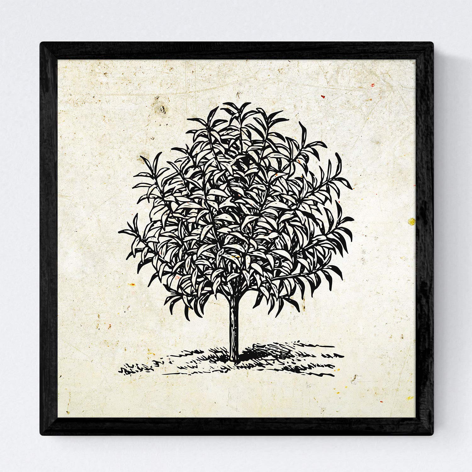 Set de cuatro láminas de arboles. Arboles frutales en cm, fondo papel antiguo vintage .-Artwork-Nacnic-Nacnic Estudio SL