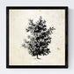 Set de cuatro láminas de arboles. Arboles frutales en cm, fondo papel antiguo vintage .-Artwork-Nacnic-Nacnic Estudio SL