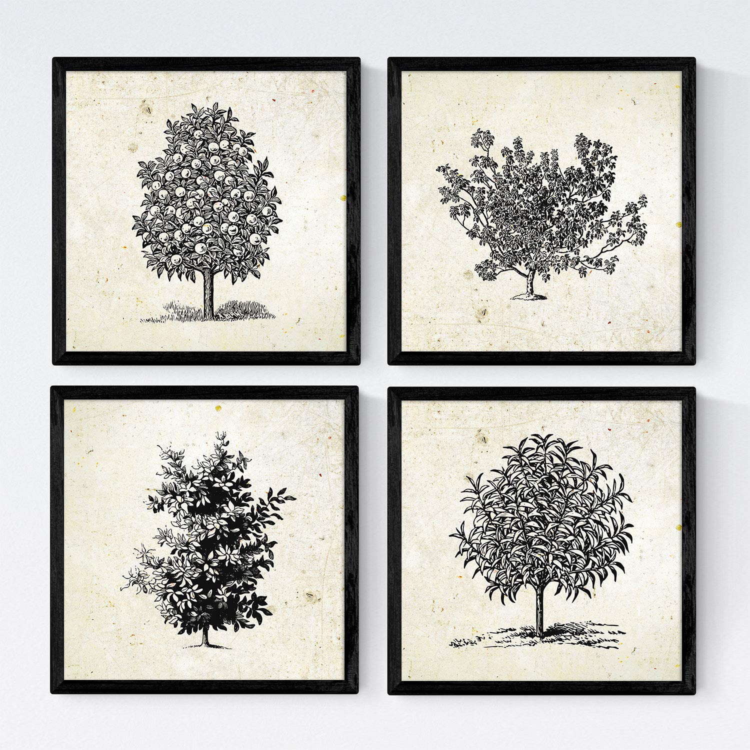 Set de cuatro láminas de arboles. Arboles frutales en cm, fondo papel antiguo vintage .-Artwork-Nacnic-Nacnic Estudio SL