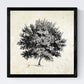 Set de cuatro láminas de arboles. Arboles hoja caduda y perenne en cm, fondo papel antiguo vintage .-Artwork-Nacnic-Nacnic Estudio SL