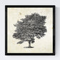 Set de cuatro láminas de arboles. Arboles hoja caduda y perenne en cm, fondo papel antiguo vintage .-Artwork-Nacnic-Nacnic Estudio SL