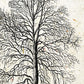 Set de cuatro láminas de arboles. Arboles hoja caduda y perenne en cm, fondo papel antiguo vintage .-Artwork-Nacnic-Nacnic Estudio SL