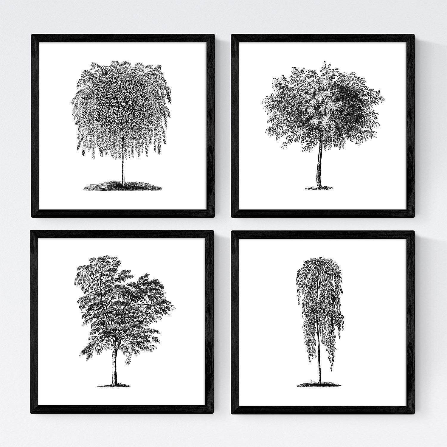 Set de cuatro láminas de arboles. Arboles hojas diferentes en cm, fondo blanco.-Artwork-Nacnic-Nacnic Estudio SL