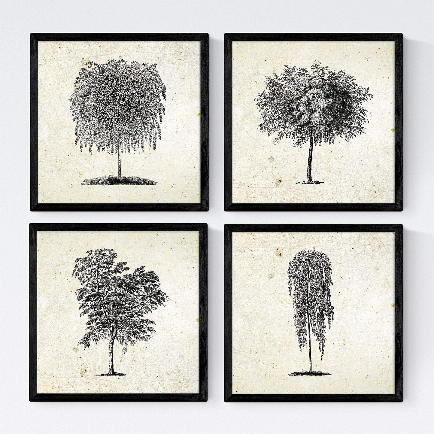 Set de cuatro láminas de arboles. Arboles hojas diferentes en cm, fondo papel antiguo vintage .-Artwork-Nacnic-Nacnic Estudio SL