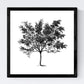 Set de cuatro láminas de arboles. Arboles medianos en cm, fondo blanco .-Artwork-Nacnic-Nacnic Estudio SL