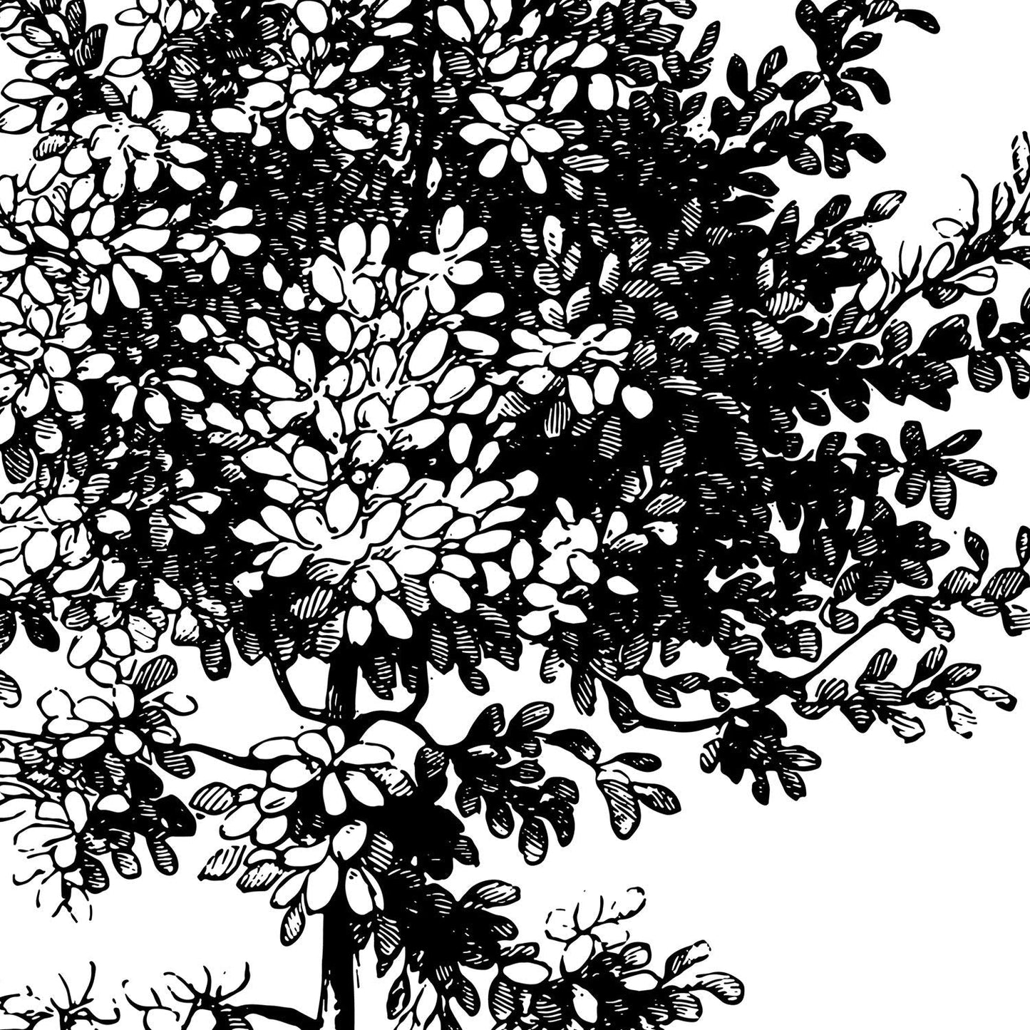 Set de cuatro láminas de arboles. Arboles medianos en cm, fondo blanco .-Artwork-Nacnic-Nacnic Estudio SL