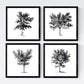 Set de cuatro láminas de arboles. Arboles medianos en cm, fondo blanco .-Artwork-Nacnic-Nacnic Estudio SL
