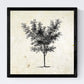 Set de cuatro láminas de arboles. Arboles medianos en cm, fondo papel antiguo vintage.-Artwork-Nacnic-Nacnic Estudio SL