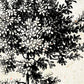 Set de cuatro láminas de arboles. Arboles medianos en cm, fondo papel antiguo vintage.-Artwork-Nacnic-Nacnic Estudio SL