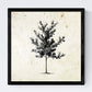 Set de cuatro láminas de arboles. Arboles medianos tronco fino en cm, fondo papel antiguo vintage .-Artwork-Nacnic-Nacnic Estudio SL