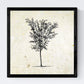 Set de cuatro láminas de arboles. Arboles medianos tronco fino en cm, fondo papel antiguo vintage .-Artwork-Nacnic-Nacnic Estudio SL